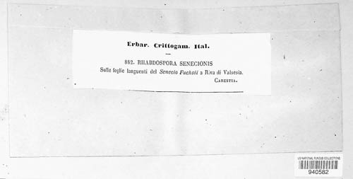 Rhabdospora senecionis-aetnensis image